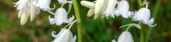 white bluebell